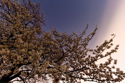 soku_14104.jpg :: 植物 花 桜 サクラ 月光写真 長時間露光 
