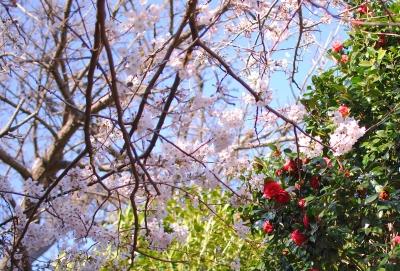 soku_14114.jpg :: 植物 花 桜 サクラ 椿 