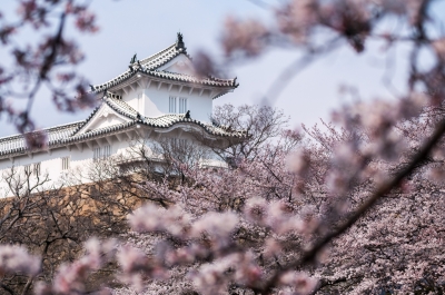 soku_14117.jpg :: 建築 建造物 城 姫路城 植物 花 桜 サクラ 満開 