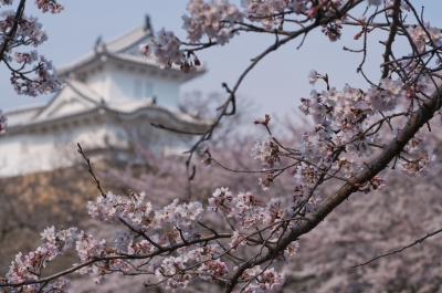 soku_14120.jpg :: 建築 建造物 城 姫路城 植物 花 桜 サクラ 