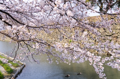 soku_14123.jpg :: 植物 花 桜 サクラ 満開 動物 鳥 鴨 カモ 