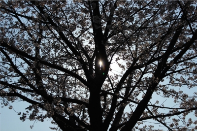 soku_14124.jpg :: くぱぁ 桜 木漏れ日 逆光 
