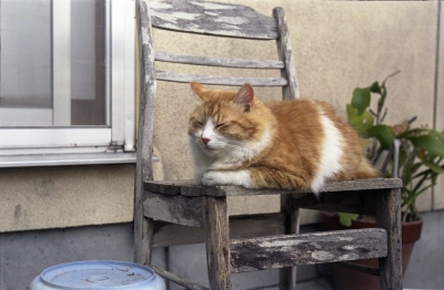 soku_14130.jpg :: 動物 哺乳類 猫 ネコ 銀塩 フィルム 