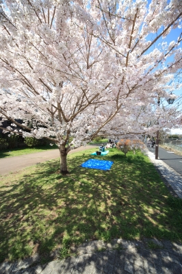 soku_14131.jpg :: 植物 花 桜 サクラ 