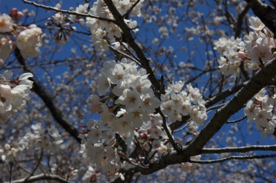 soku_14133.jpg :: 植物 花 桜 サクラ 