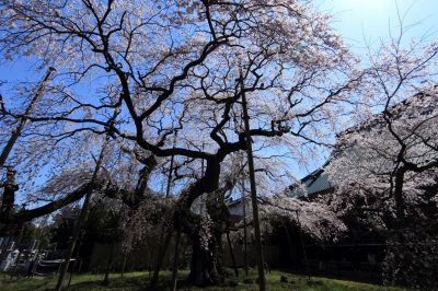 soku_14136.jpg :: 植物 花 桜 サクラ 