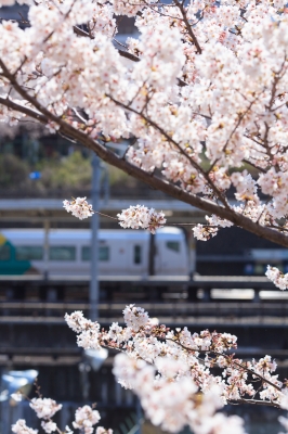 soku_14138.jpg :: 市ヶ谷駅 植物 花 桜 サクラ 