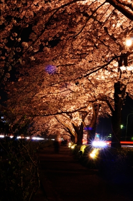 soku_14141.jpg :: 植物 花 桜 サクラ 夜桜 満開 