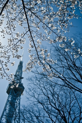 soku_14150.jpg :: 建築 建造物 塔 タワー 植物 花 桜 サクラ 