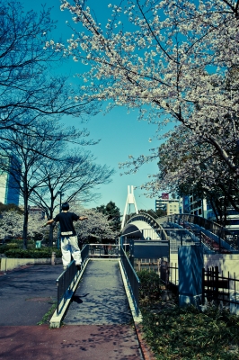 soku_14151.jpg :: パルクール フリーランニング 植物 花 桜 サクラ 