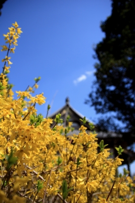 soku_14153.jpg :: レンギョウ 植物 花 黄色い花 