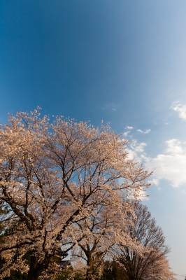 soku_14156.jpg :: 風景 自然 空 雲 植物 花 桜 サクラ 