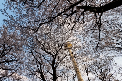 soku_14157.jpg :: 風景 自然 空 雲 植物 花 桜 サクラ 