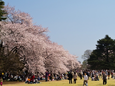 soku_14167.jpg :: 公園 新宿御苑 サクラ 桜 