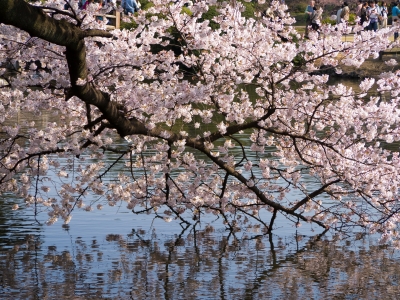 soku_14171.jpg :: 植物 花 桜 サクラ 風景 自然 水面 色 光 反射 