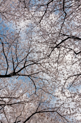 soku_14175.jpg :: 風景 自然 空 雲 植物 花 桜 サクラ 