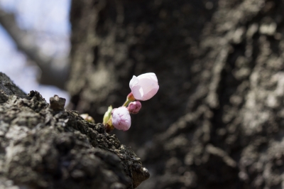 soku_14177.jpg :: 植物 花 桜 サクラ マクロ 