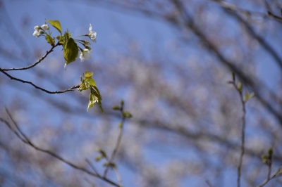 soku_14185.jpg :: 植物 花 桜 サクラ マクロ 