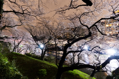 soku_14192.jpg :: 桜 千鳥ヶ淵 夜桜 夜景 東京タワー (^_^) 