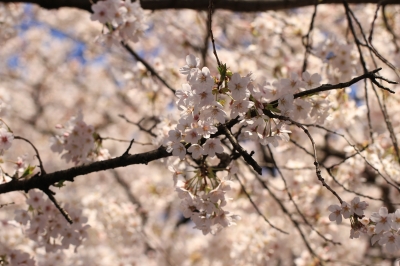 soku_14202.jpg :: 植物 花 桜 サクラ 