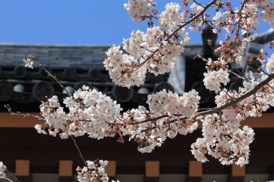 soku_14205.jpg :: 植物 花 桜 サクラ 池上本門寺 