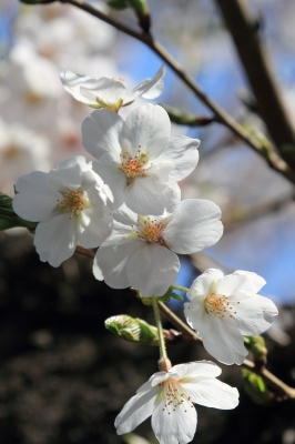 soku_14206.jpg :: 植物 花 桜 サクラ 池上本門寺 