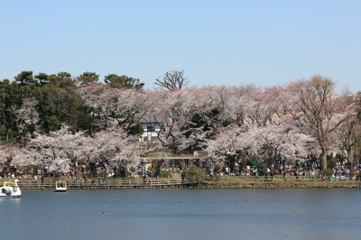 soku_14207.jpg :: 植物 花 桜 サクラ 洗足池 
