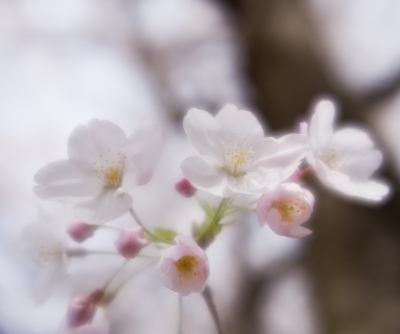 soku_14212.jpg :: 植物 花 桜 サクラ マクロ ソフトタッチ 