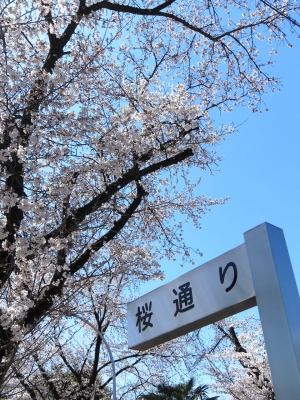 soku_14213.jpg :: PowerShotS95 風景 自然 植物 花 桜 サクラ 熊谷基地さくら祭 