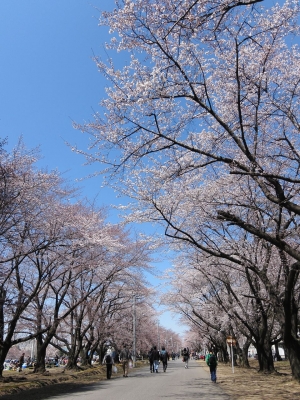 soku_14214.jpg :: PowerShotS95 風景 自然 植物 花 桜 サクラ 熊谷基地さくら祭 