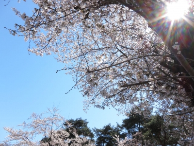 soku_14215.jpg :: PowerShotS95 風景 自然 植物 花 桜 サクラ 逆光 熊谷基地さくら祭 