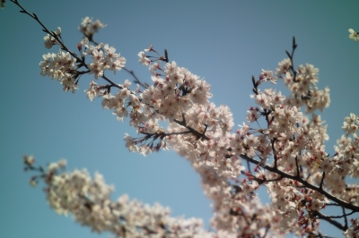 soku_14227.jpg :: 植物 花 桜 サクラ 