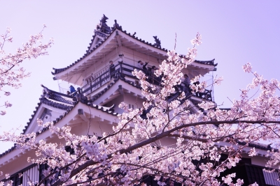 soku_14230.jpg :: 桜 植物 花 城 