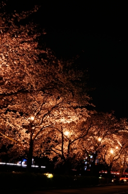 soku_14231.jpg :: 植物 花 桜 サクラ 夜桜 満開 