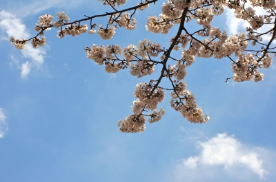 soku_14233.jpg :: 植物 花 桜 サクラ 風景 自然 空 青空 
