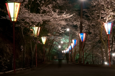 soku_14252.jpg :: 植物 花 桜 サクラ 夜桜 
