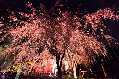 soku_14253.jpg :: 植物 花 桜 サクラ 夜桜 満開 