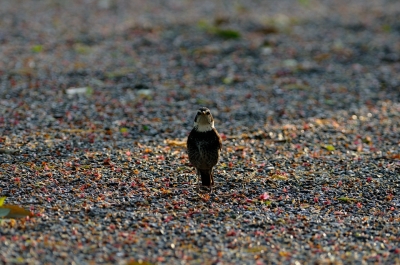 soku_14261.jpg :: 動物 鳥 野山の鳥 ツグミ 