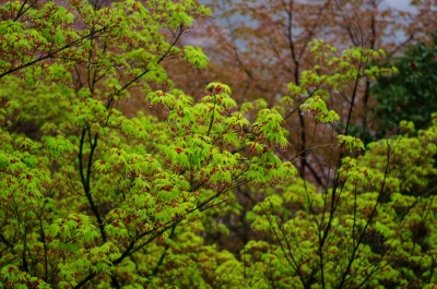 soku_14288.jpg :: 雨の日 植物 葉 新緑 もみじ 