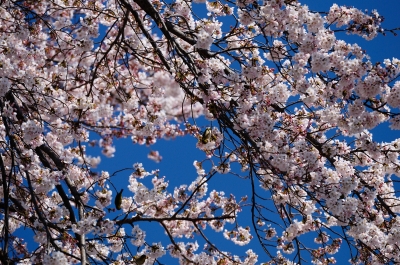 soku_14293.jpg :: 植物 花 桜 サクラ メジロ 