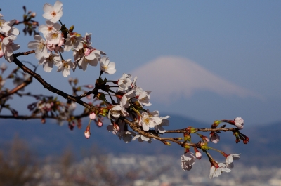 soku_14298.jpg :: 植物 花 桜 サクラ 富士山 