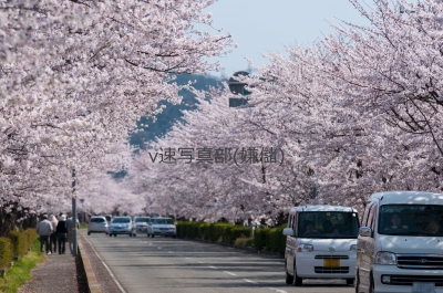 soku_14314.jpg :: 植物 花 桜 サクラ 満開 