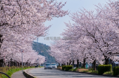 soku_14318.jpg :: 植物 花 桜 サクラ 満開 