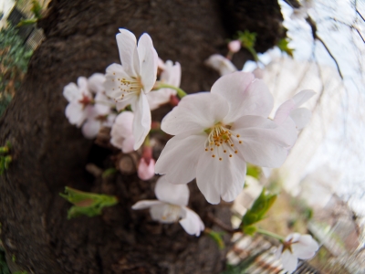 soku_14319.jpg :: 植物 花 桜 サクラ 