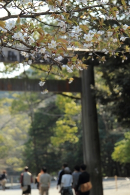 soku_14334.jpg :: 建築 建造物 神社 伊勢神宮 