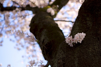 soku_14342.jpg :: 植物 花 桜 サクラ 