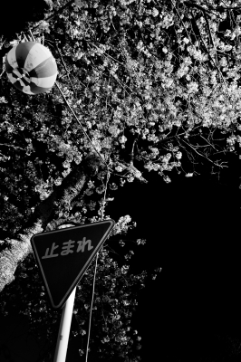soku_14355.jpg :: 植物 花 桜 サクラ 夜景 標識 