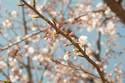 soku_14366.jpg :: 植物 花 桜 サクラ 