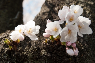 soku_14367.jpg :: 植物 花 桜 サクラ 