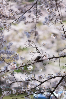 soku_14370.jpg :: 桜 とりさん 